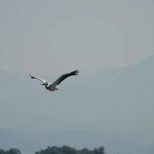 Greece, Lake Kerkini birdwatching biking tour