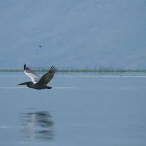 Greece, Lake Kerkini birdwatching biking tour