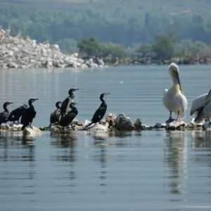 Greece, Lake Kerkini birdwatching biking tour
