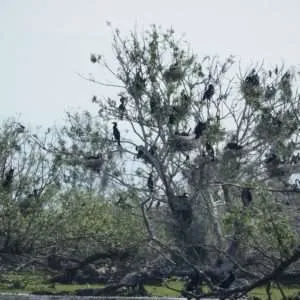 Greece, Lake Kerkini birdwatching biking tour