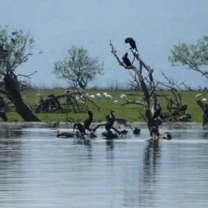 Greece, Lake Kerkini birdwatching biking tour