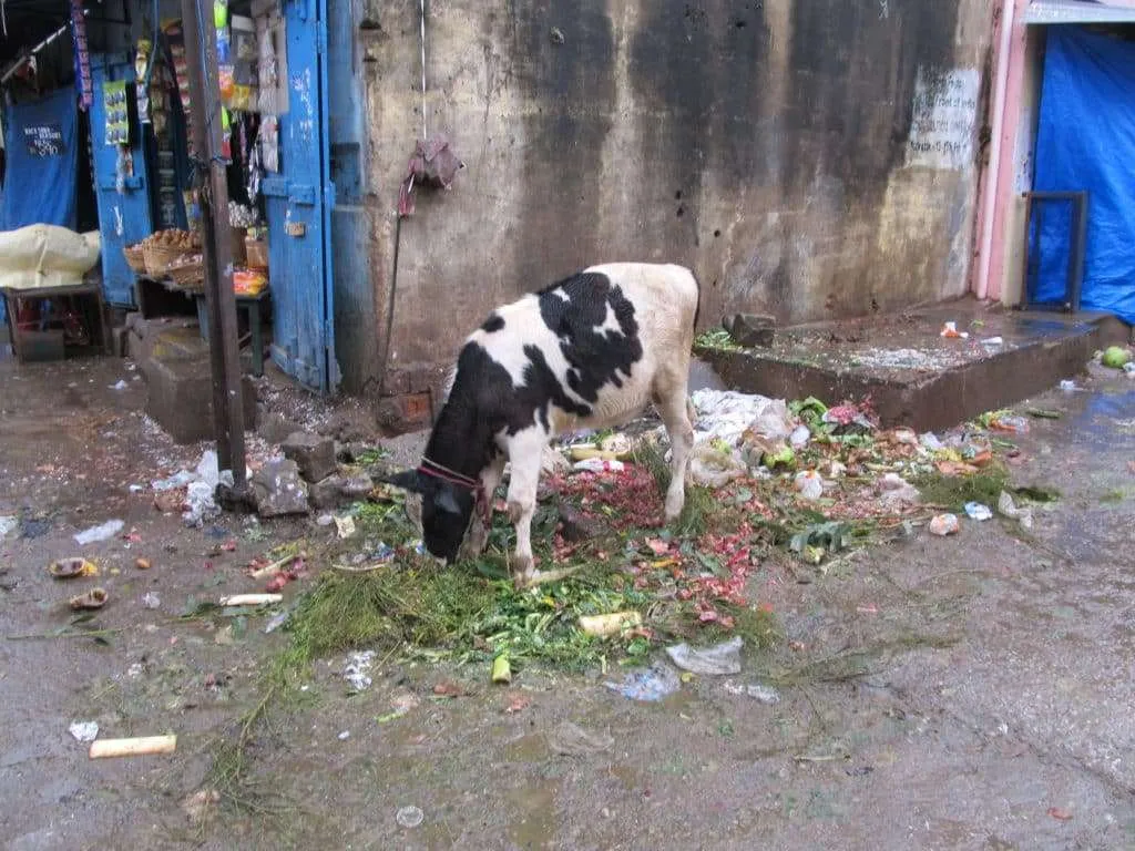 Welcome to India, streets of Bengaluru