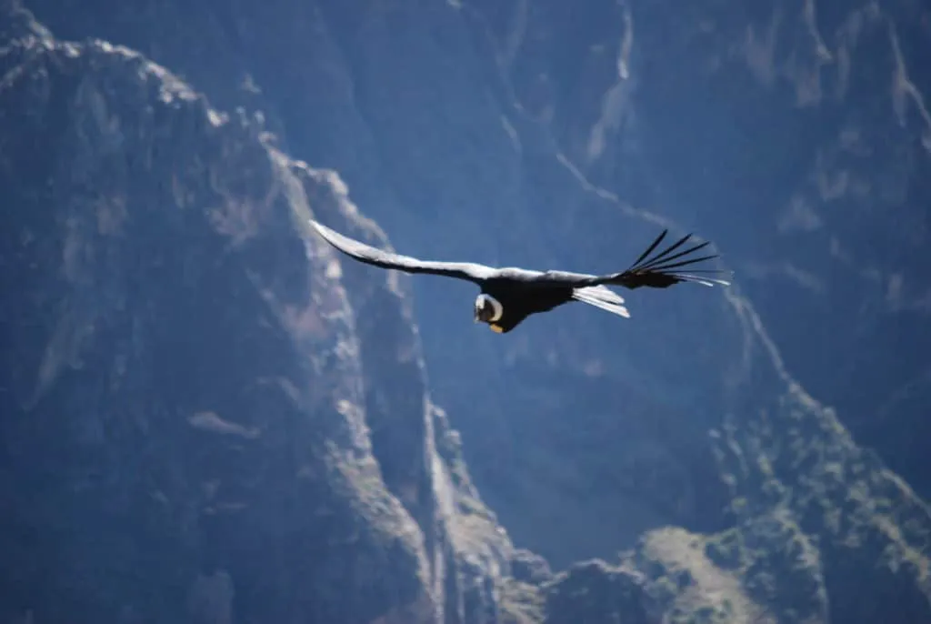 10 days in Peru itinerary - Colca Canyon