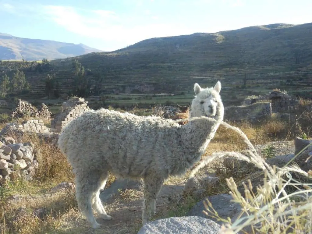 10 days in Peru itinerary - Colca Valley, Yanque