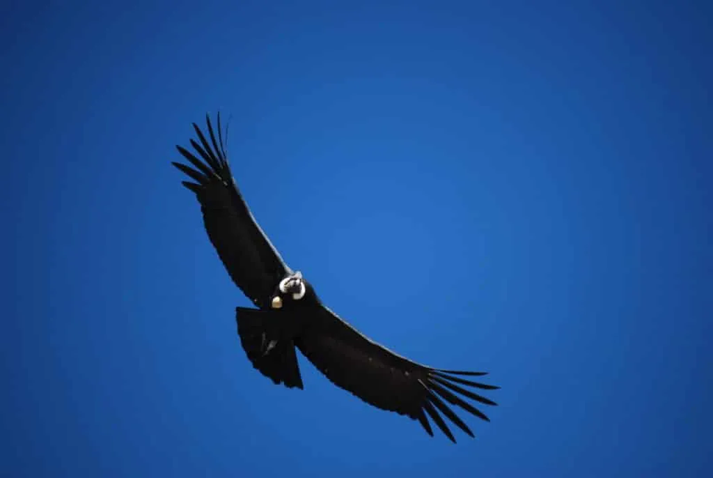 10 days in Peru itinerary - Colca Canyon