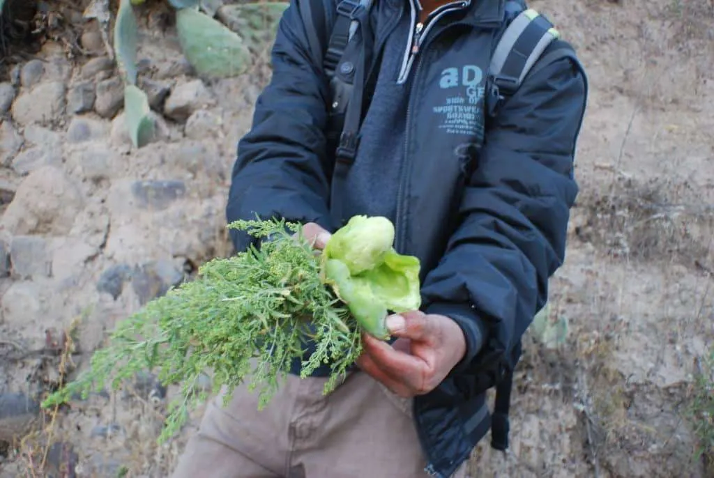 10 days in Peru itinerary - Colca Valley, Yanque