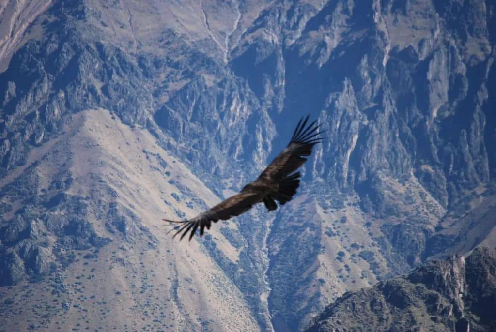 10 days in Peru itinerary - Colca Canyon