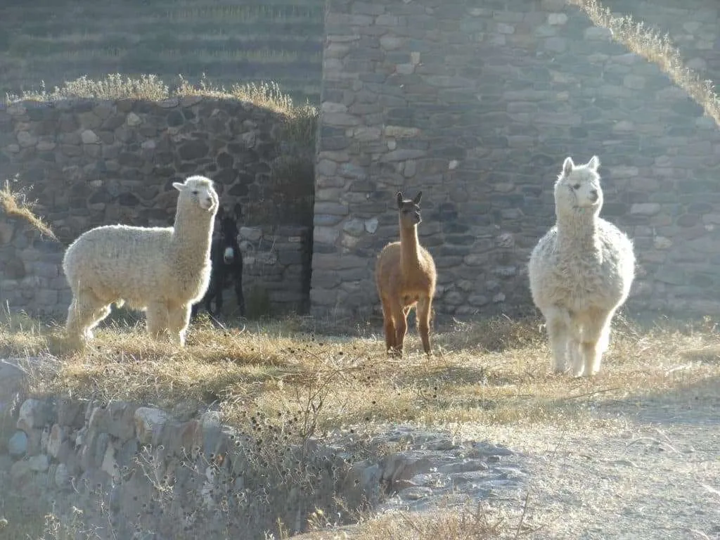 10 days in Peru itinerary - Colca Valley, Yanque