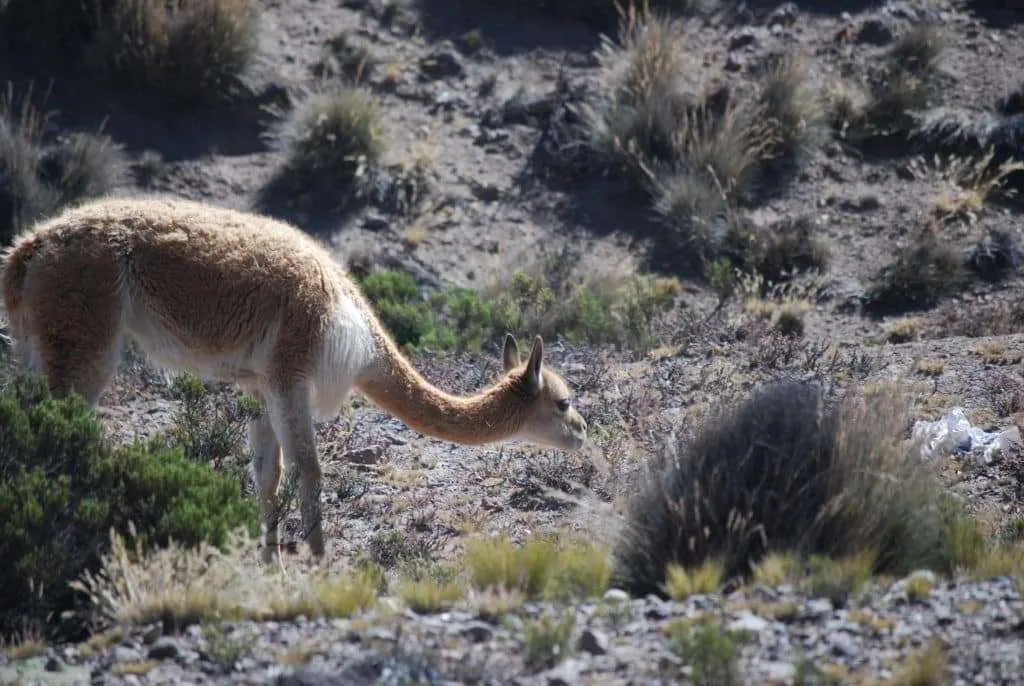 10 days in Peru itinerary - Colca Valley