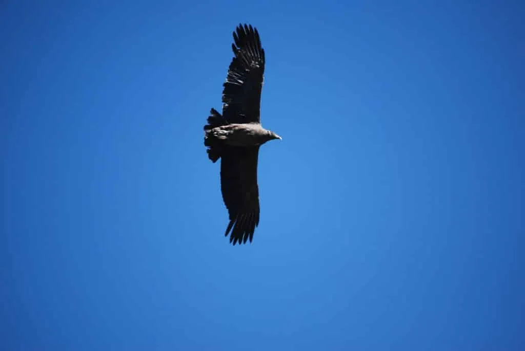 10 days in Peru itinerary - Colca Canyon