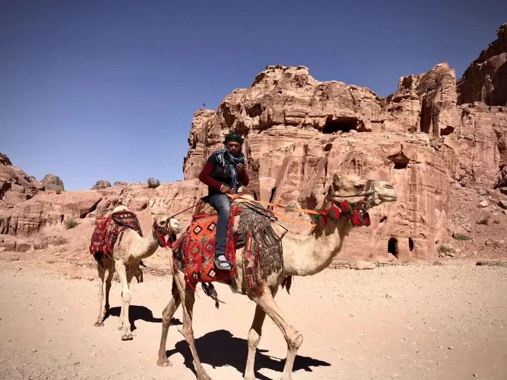 Jordan, visiting Petra, camels in Petra