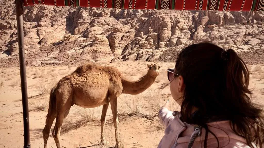 Best places to visit in Jordan - camel in Wadi Rum desert