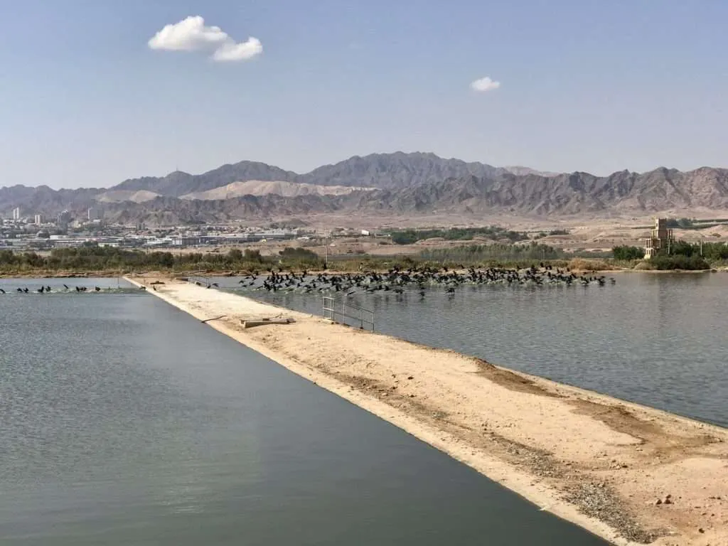 Jordan itinerary - Aqaba Bird Observatory