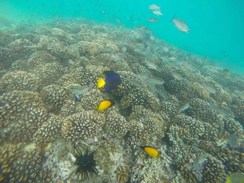 Snorkeling from Marina Bandar al Rowdha, Muscat, Oman