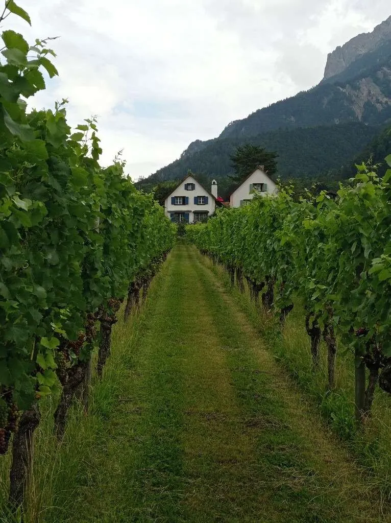 Vineyards and Cellars of the Prince of Liechtenstein