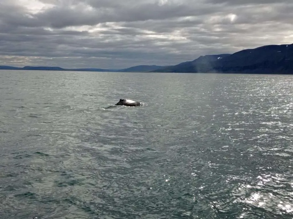 Humpback whale, Husavik, Iceland