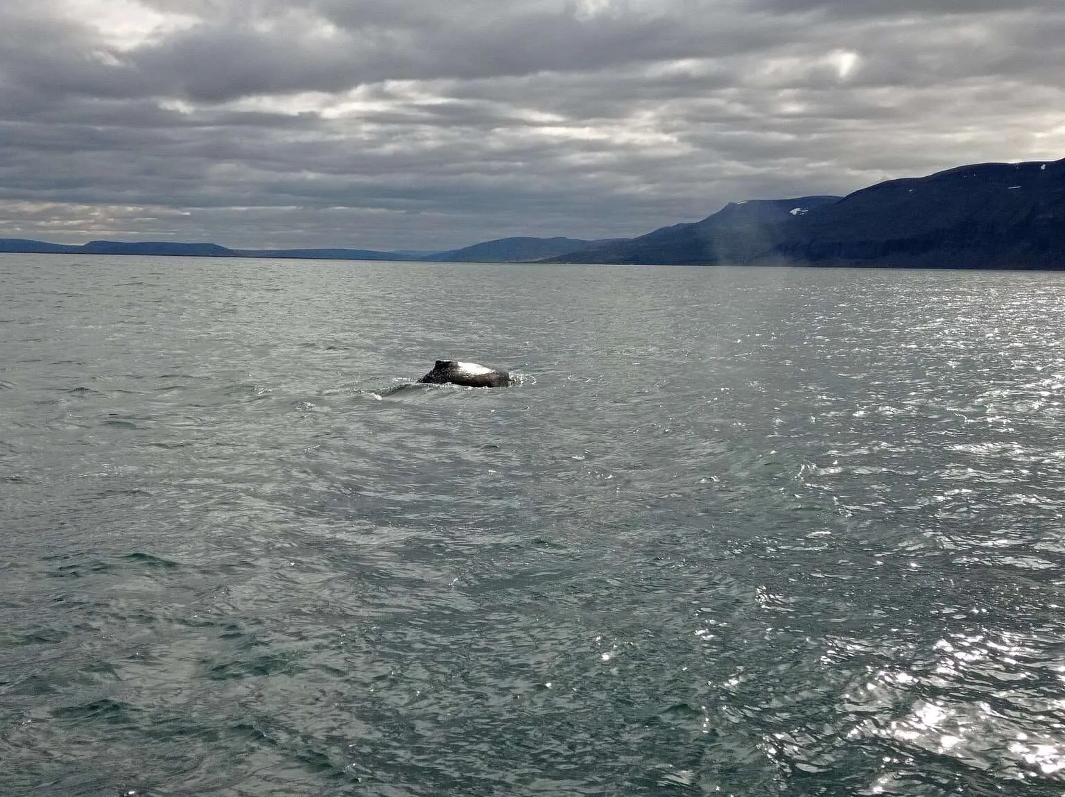Humpback whale, Husavik, Iceland