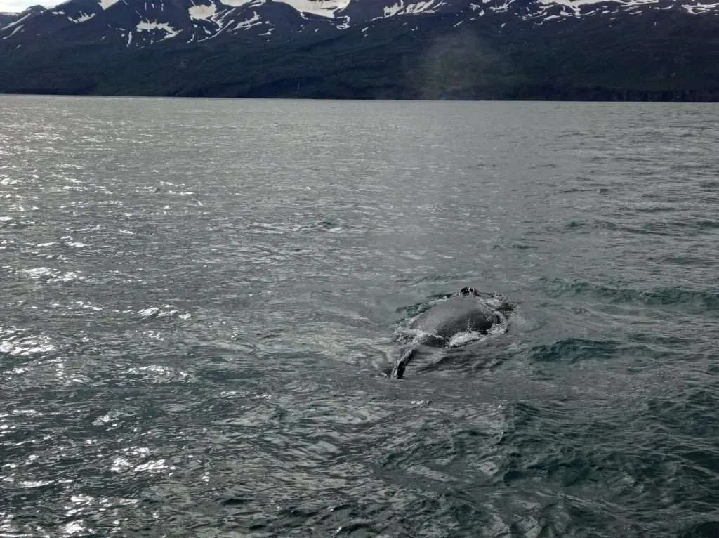 Humpback whale, Husavik, Iceland