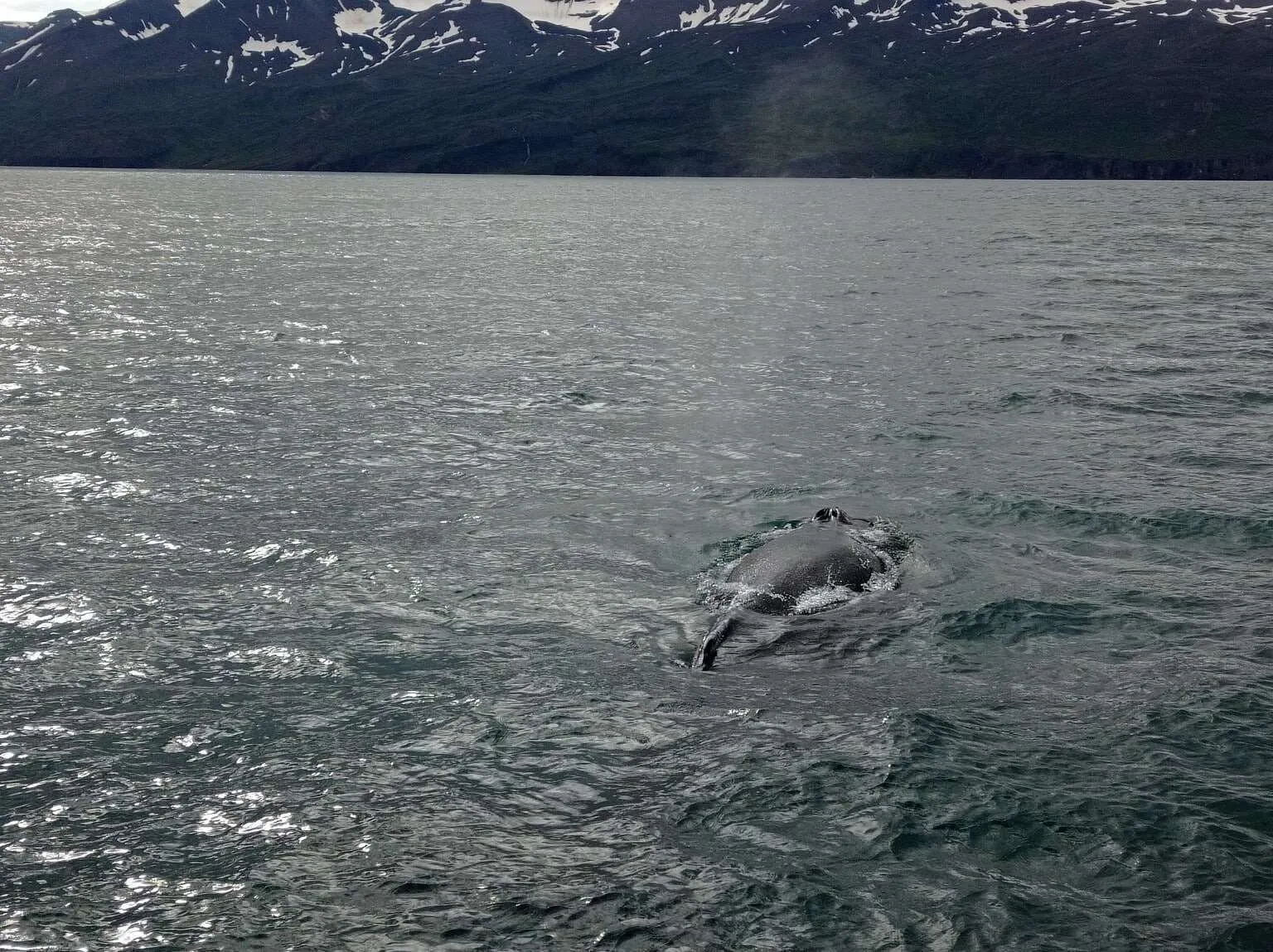 Humpback whale, Husavik, Iceland