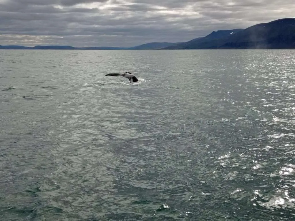 Humpback whale, Husavik, Iceland