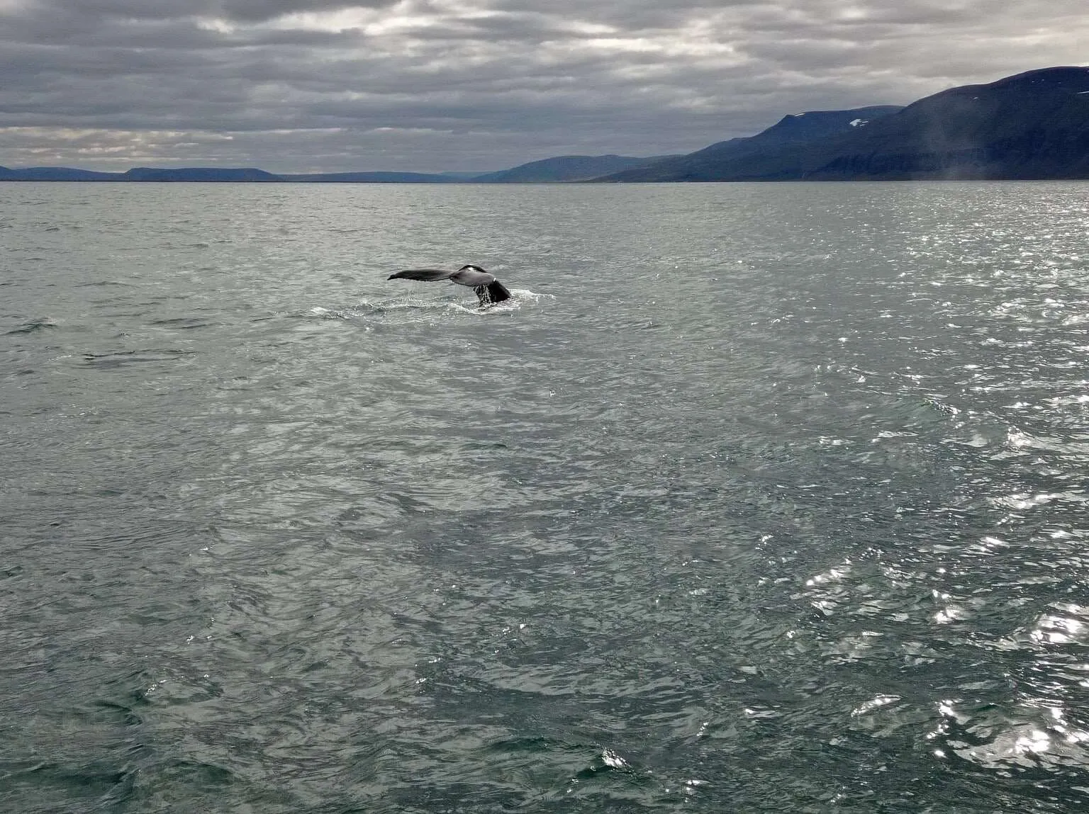 Humpback whale, Husavik, Iceland