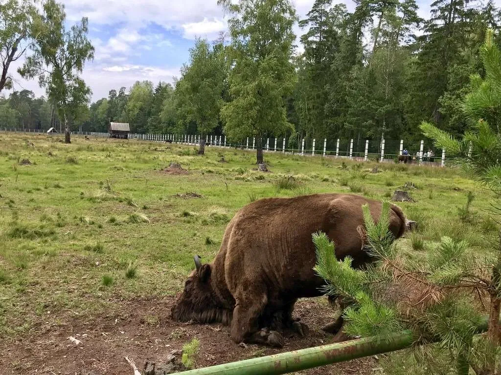 Belarus Belovezhskaya Pushcha National Park