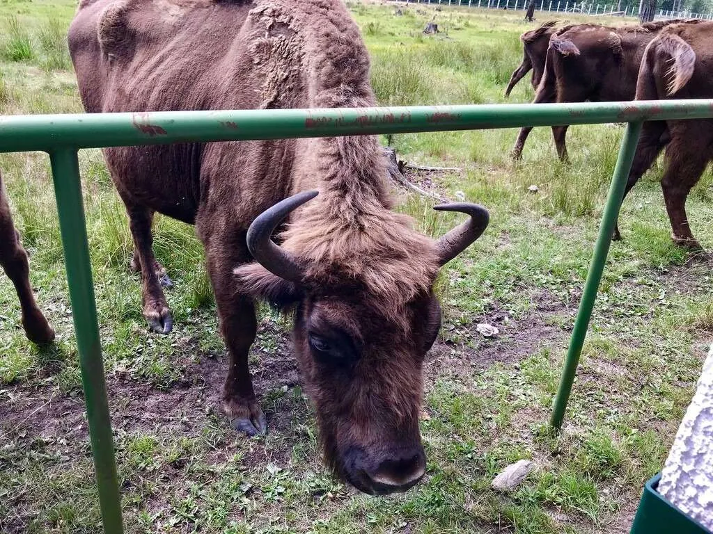 Belarus Belovezhskaya Pushcha National Park