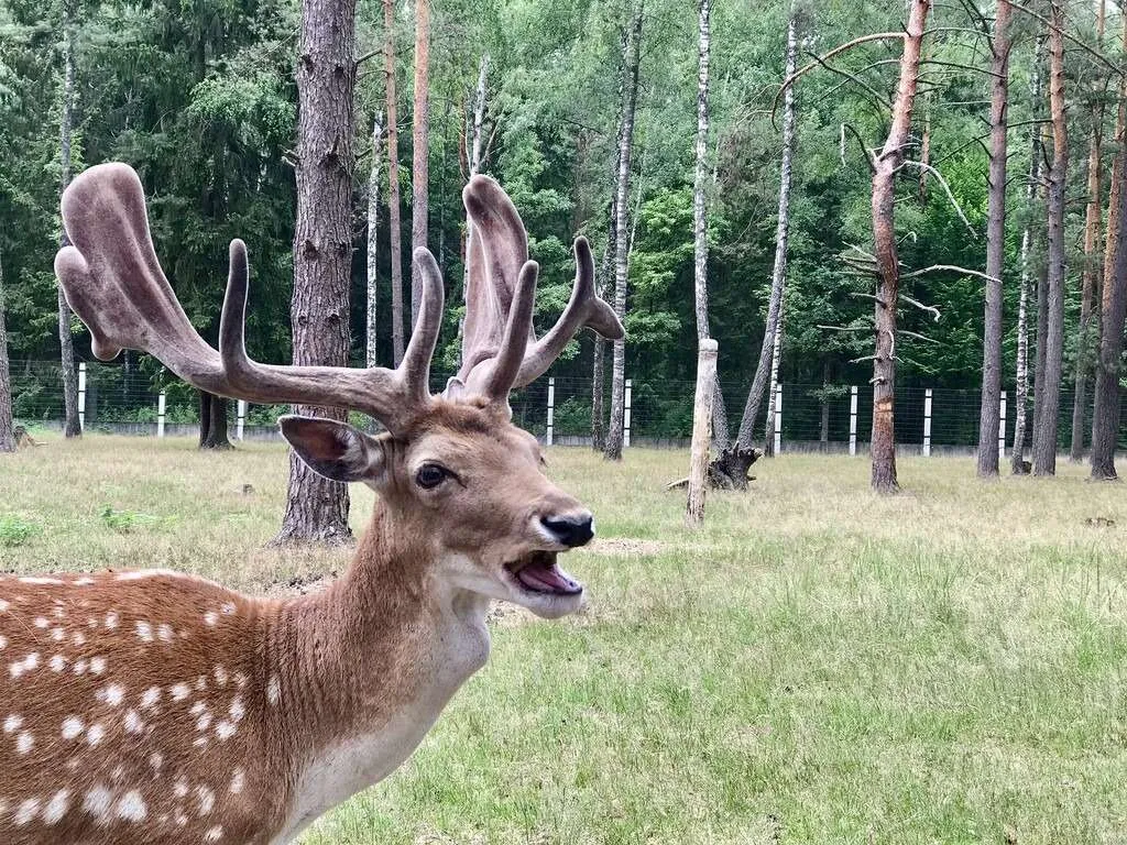 Belarus Belovezhskaya Pushcha National Park