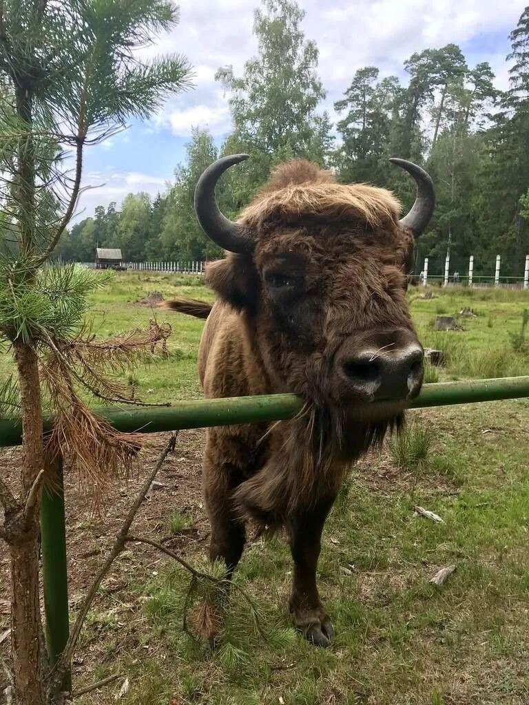 Belarus Belovezhskaya Pushcha National Park