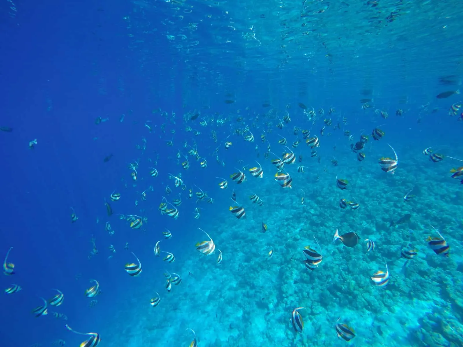 Planning a trip to Maldives local islands