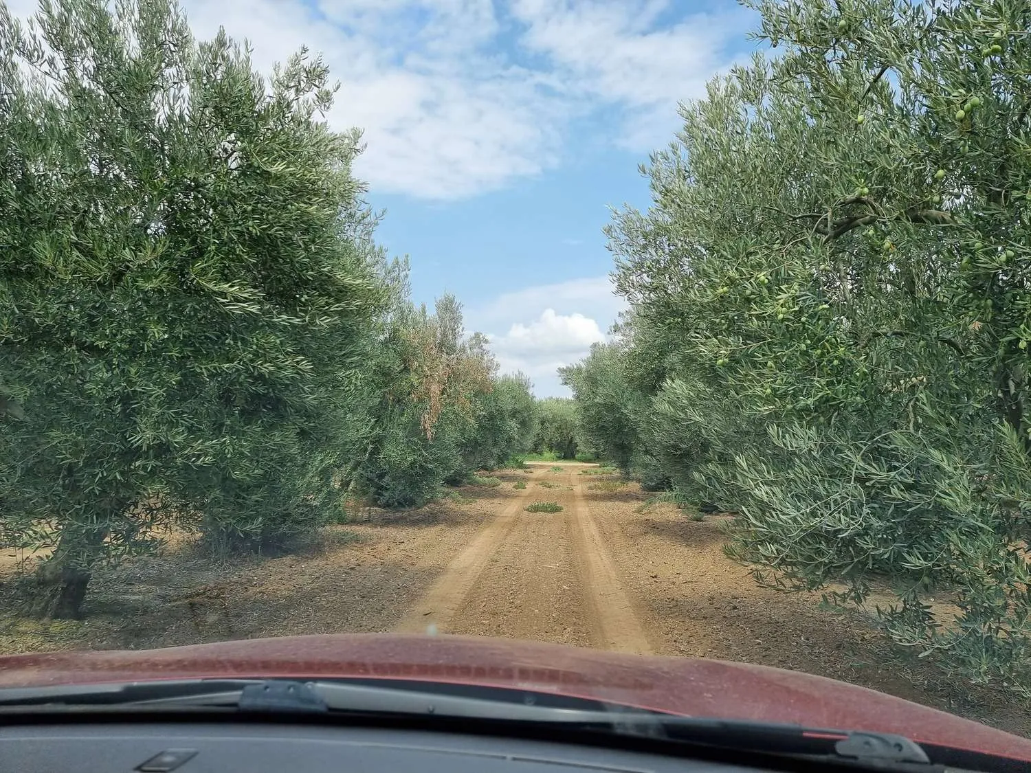 Olive trees in Halkidiki, Greece