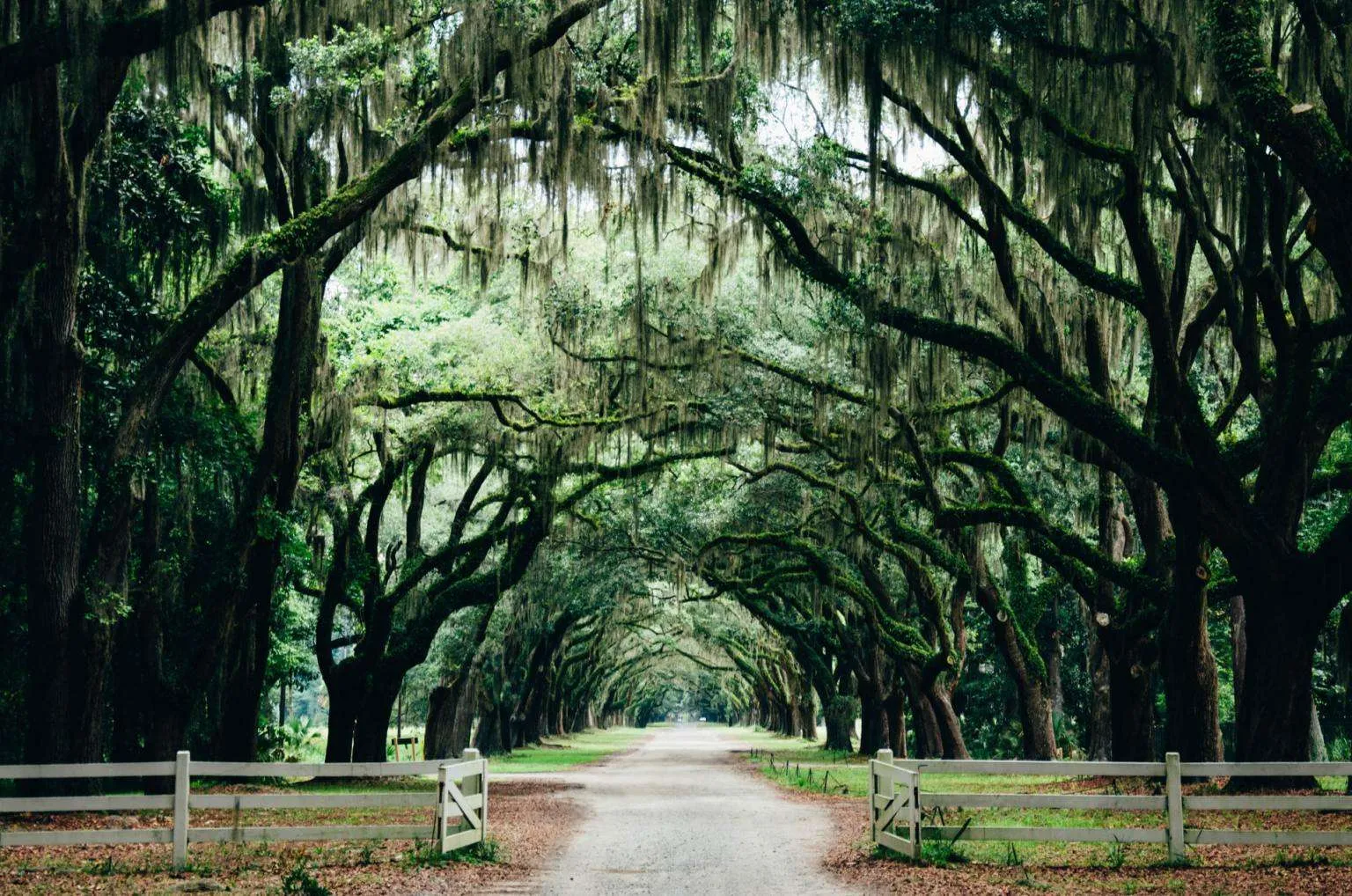Savannah, Photo by Ashley Knedler on Unsplash