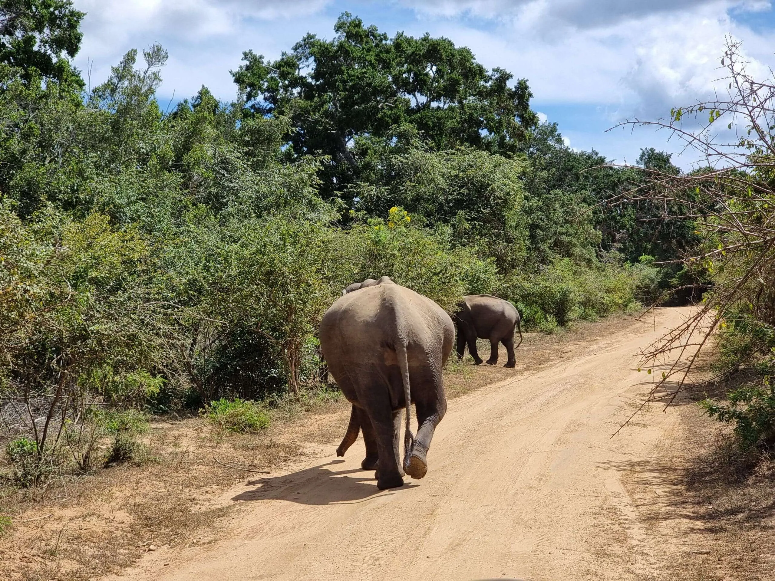 Elephants in Yala National Park, Sri Lanka