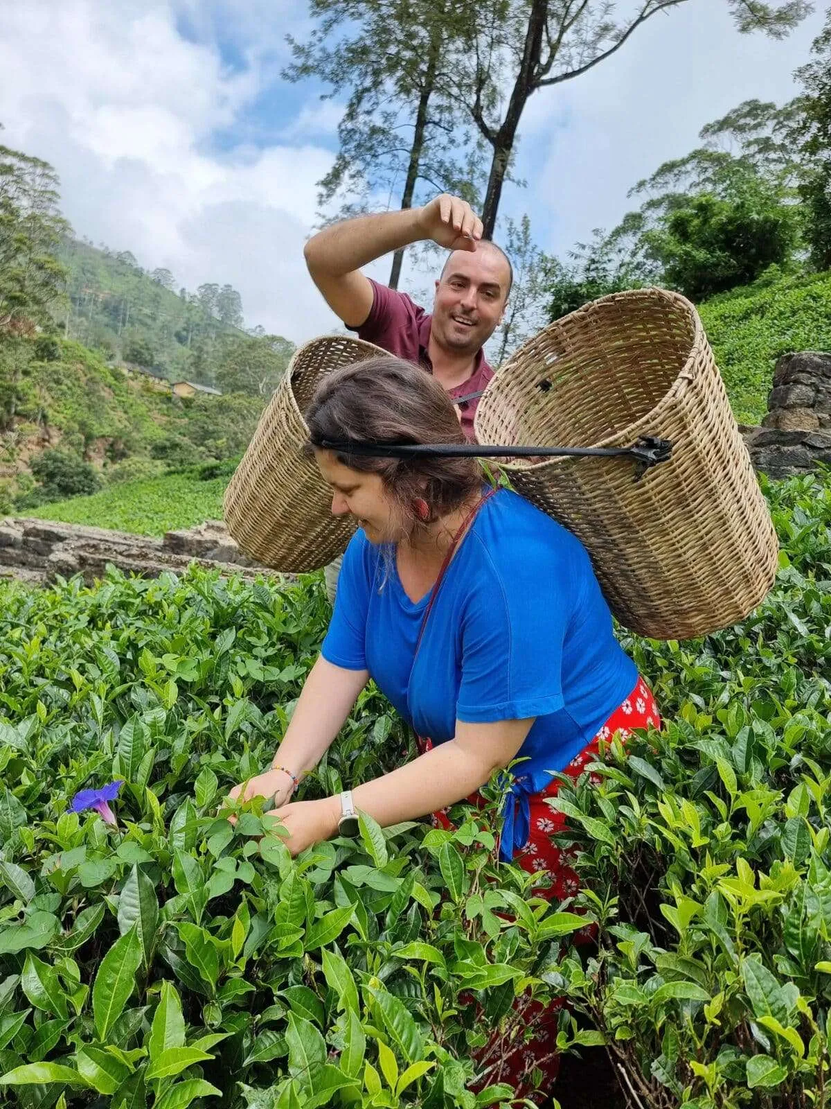 Tea picking at Damro Tea Factory, Sri Lanka