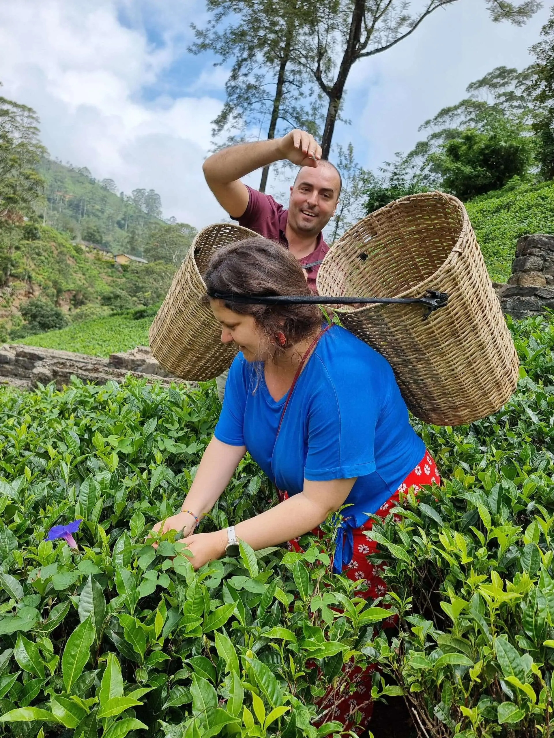 Tea picking at Damro Tea Factory, Sri Lanka