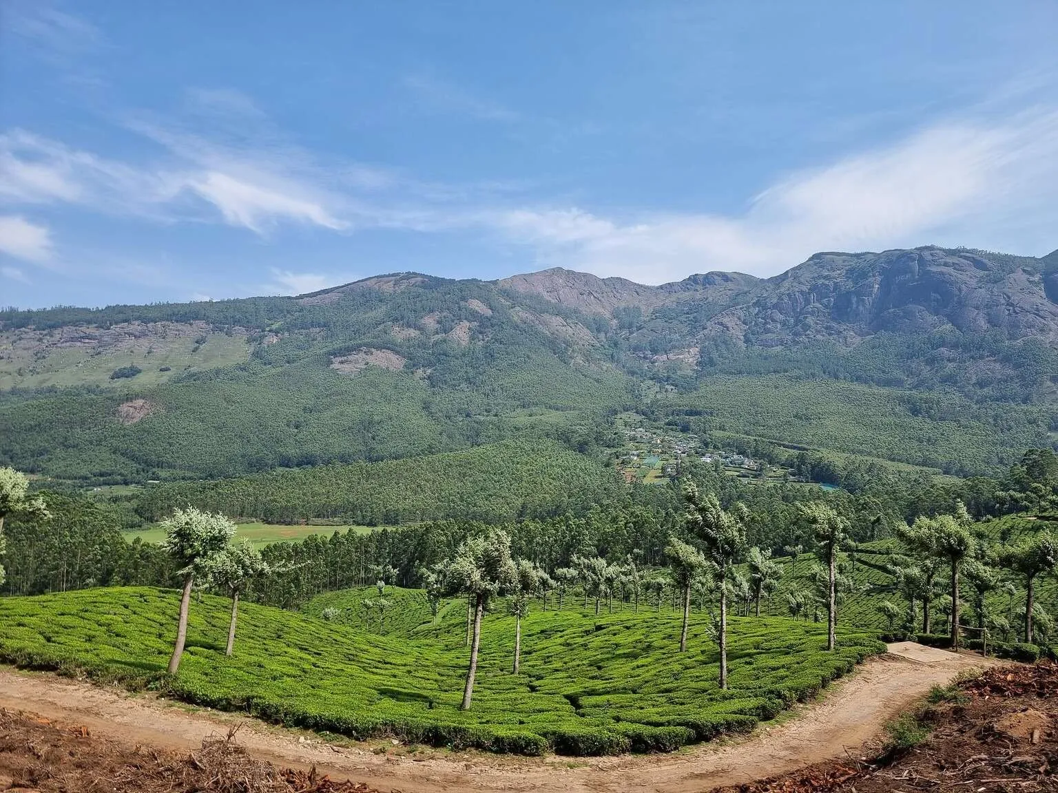 Tea plantations in Munnar, Kerala, India