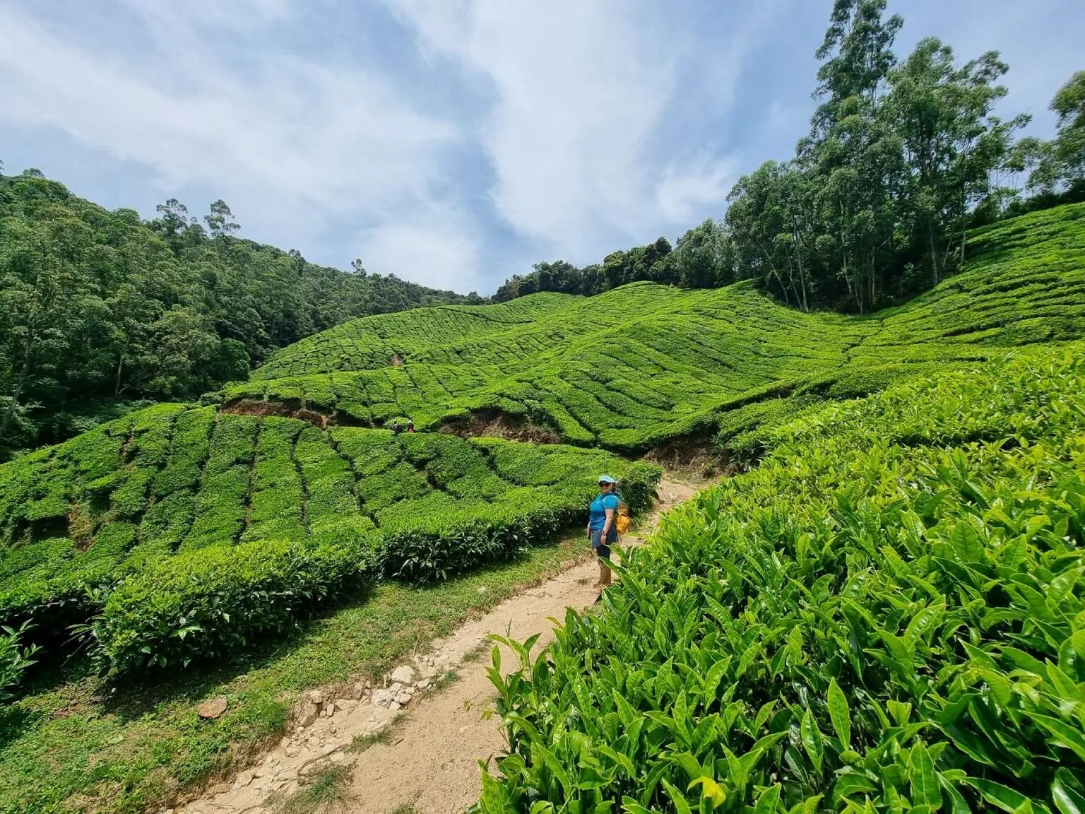 Tea plantations in Munnar, Kerala, India