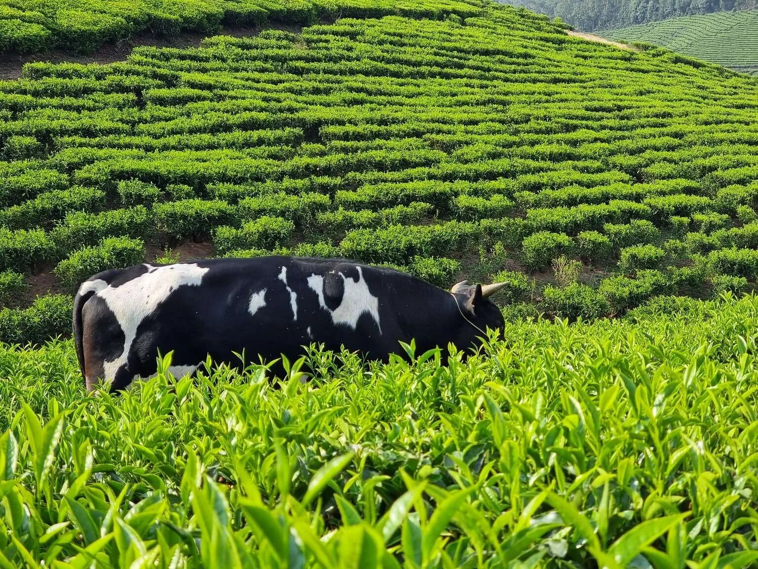 Tea plantations in Munnar, Kerala, India