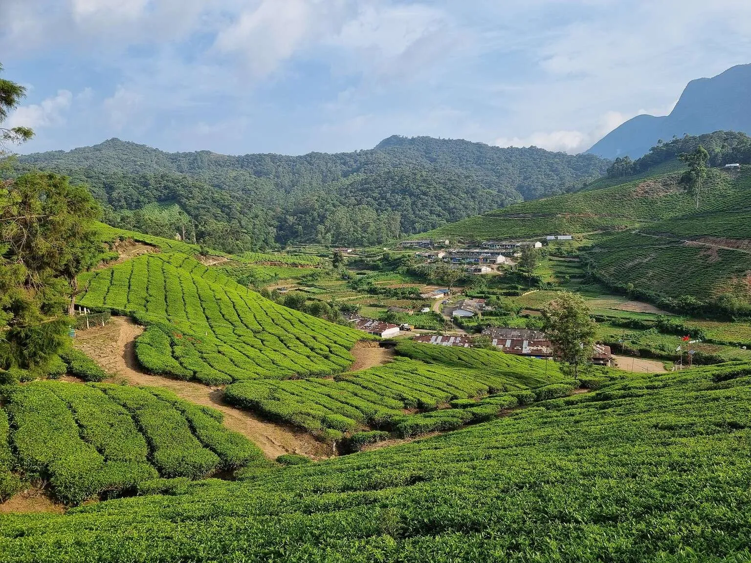 Tea plantations in Munnar, Kerala, India