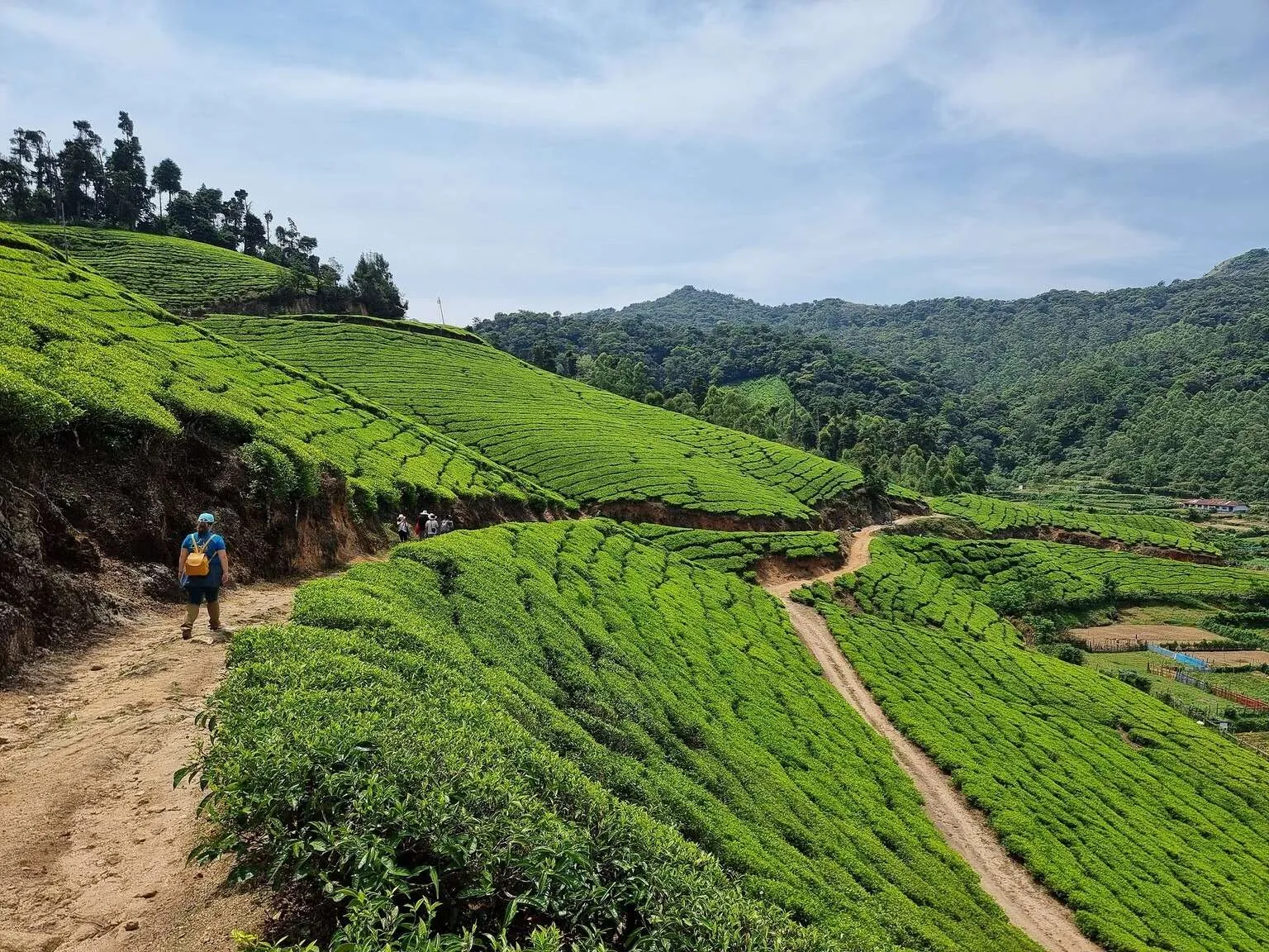 Tea plantations in Munnar, Kerala, India