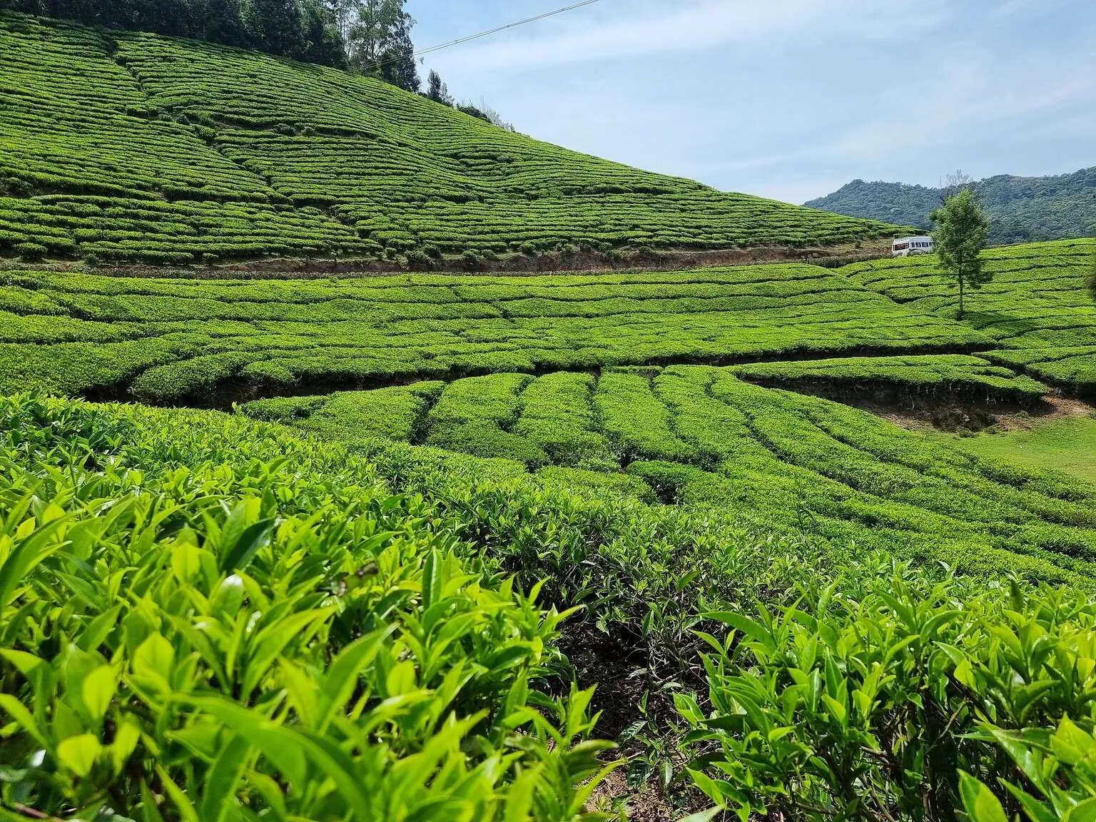 Tea plantations in Munnar, Kerala, India