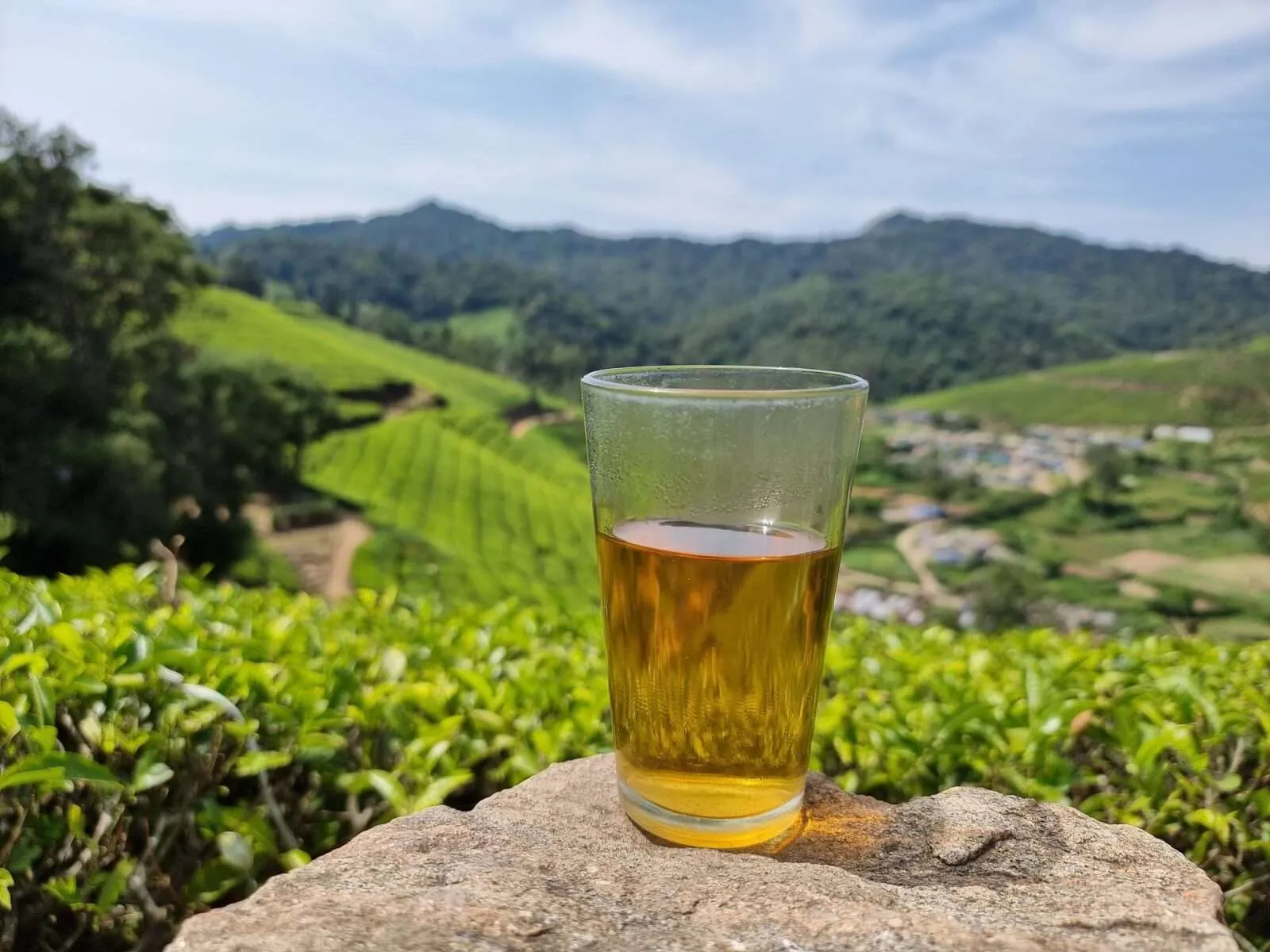 Tea plantations in Munnar, Kerala, India