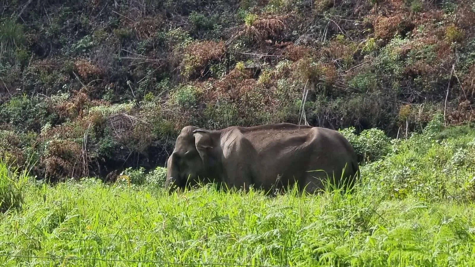 Pampadum Shola National Park, Munnar, Kerala, India