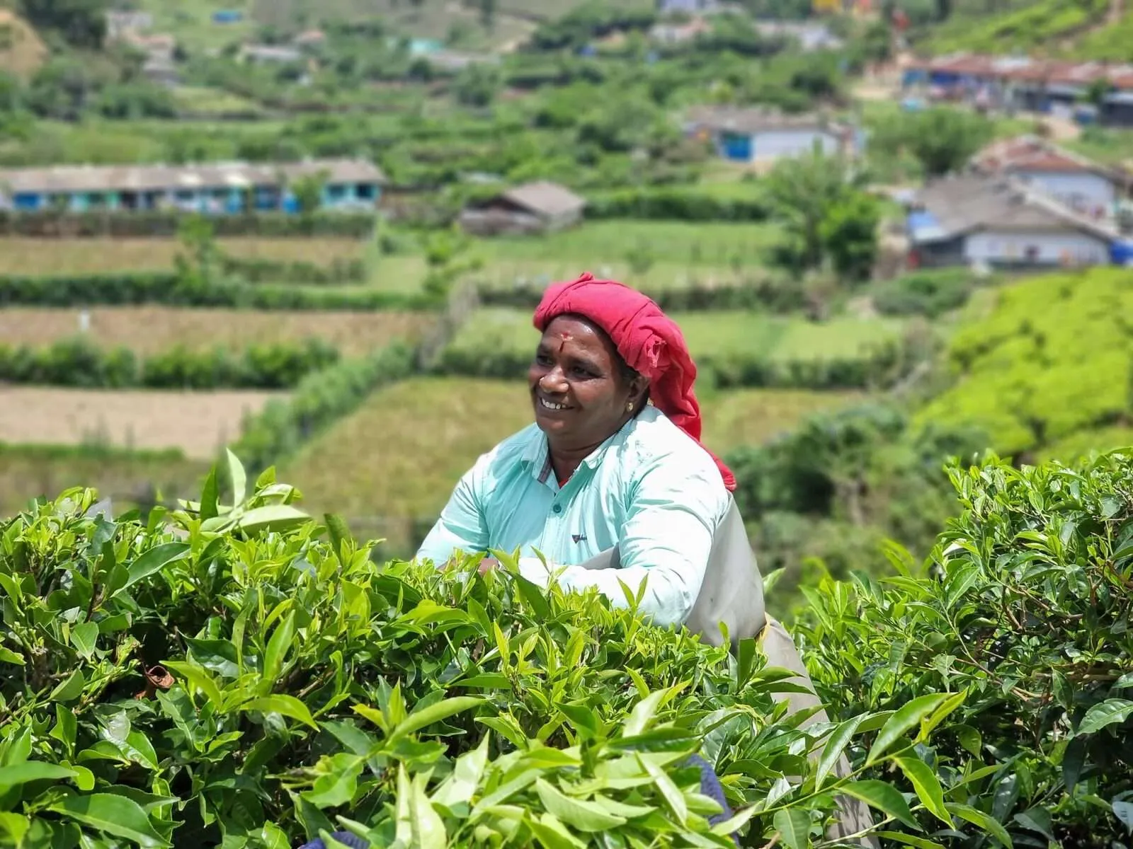 Tea plantations in Munnar, Kerala, India