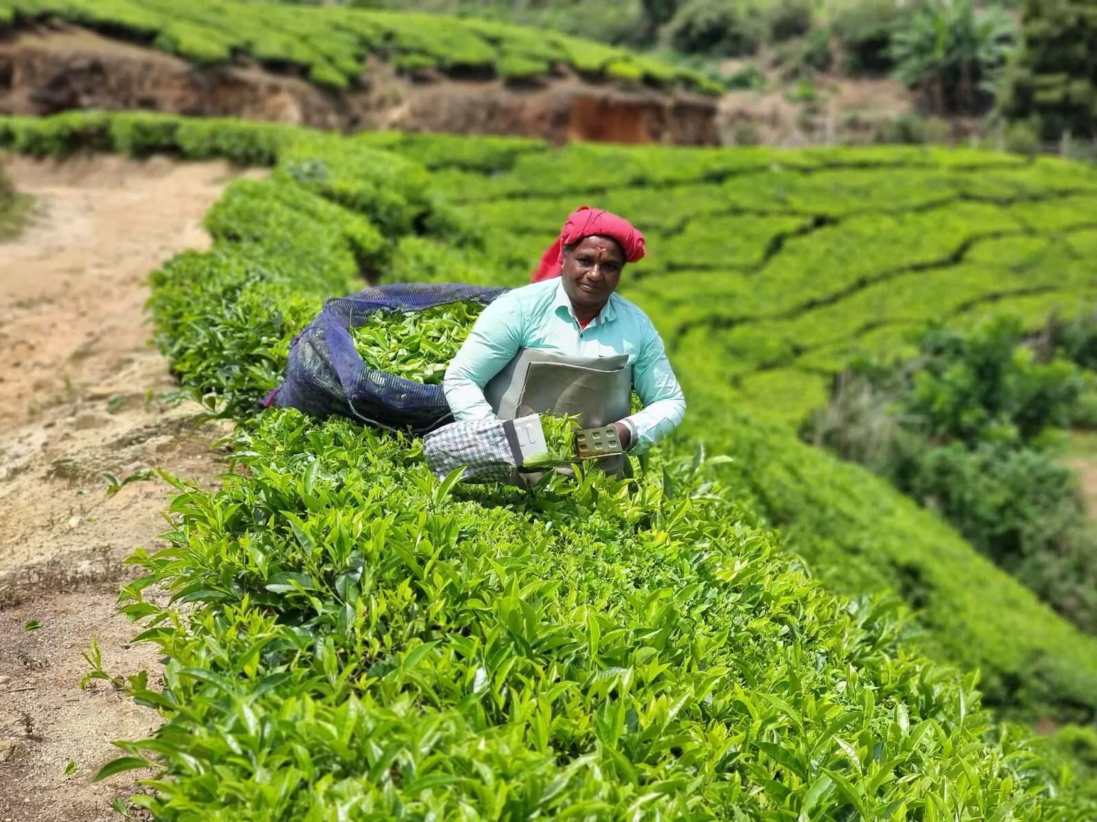 Tea plantations in Munnar, Kerala, India