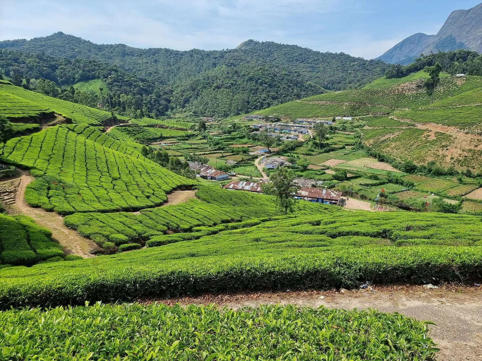 Tea plantations in Munnar, Kerala, India