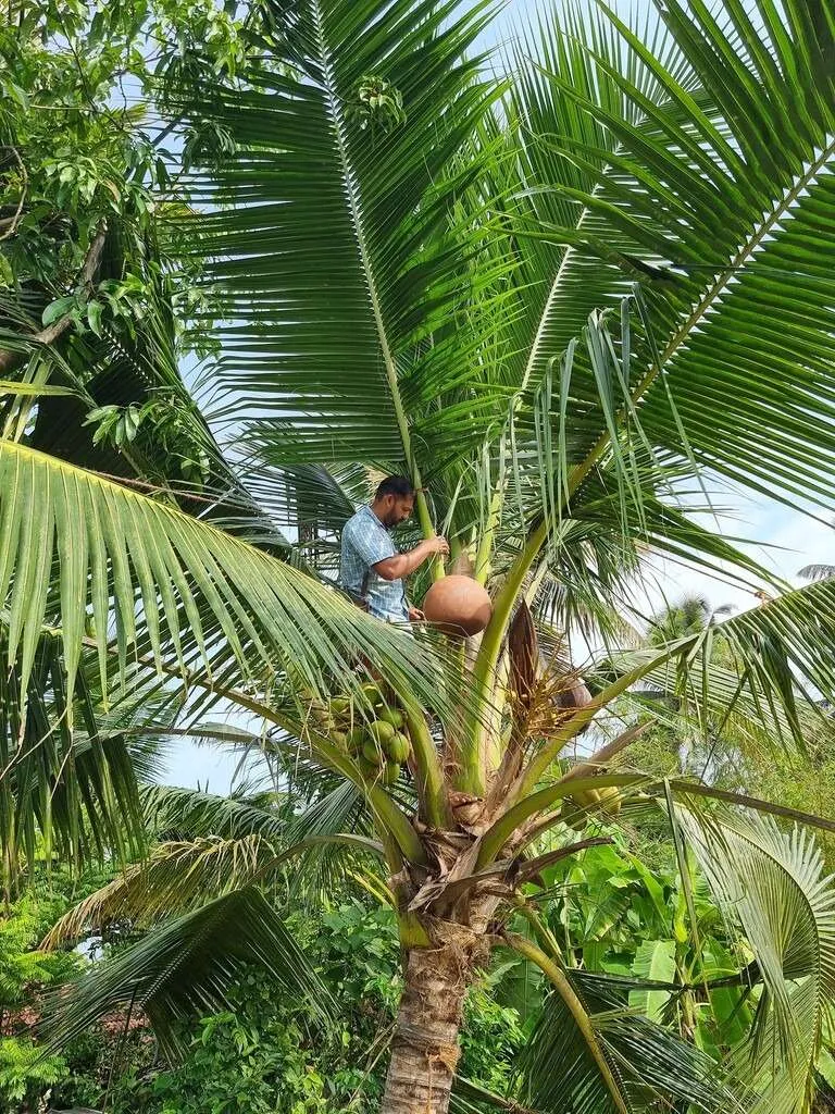 Responsible tourism in Kumarakom, Kerala, India