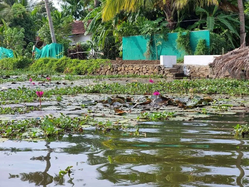 Responsible tourism in Kumarakom, Kerala, India