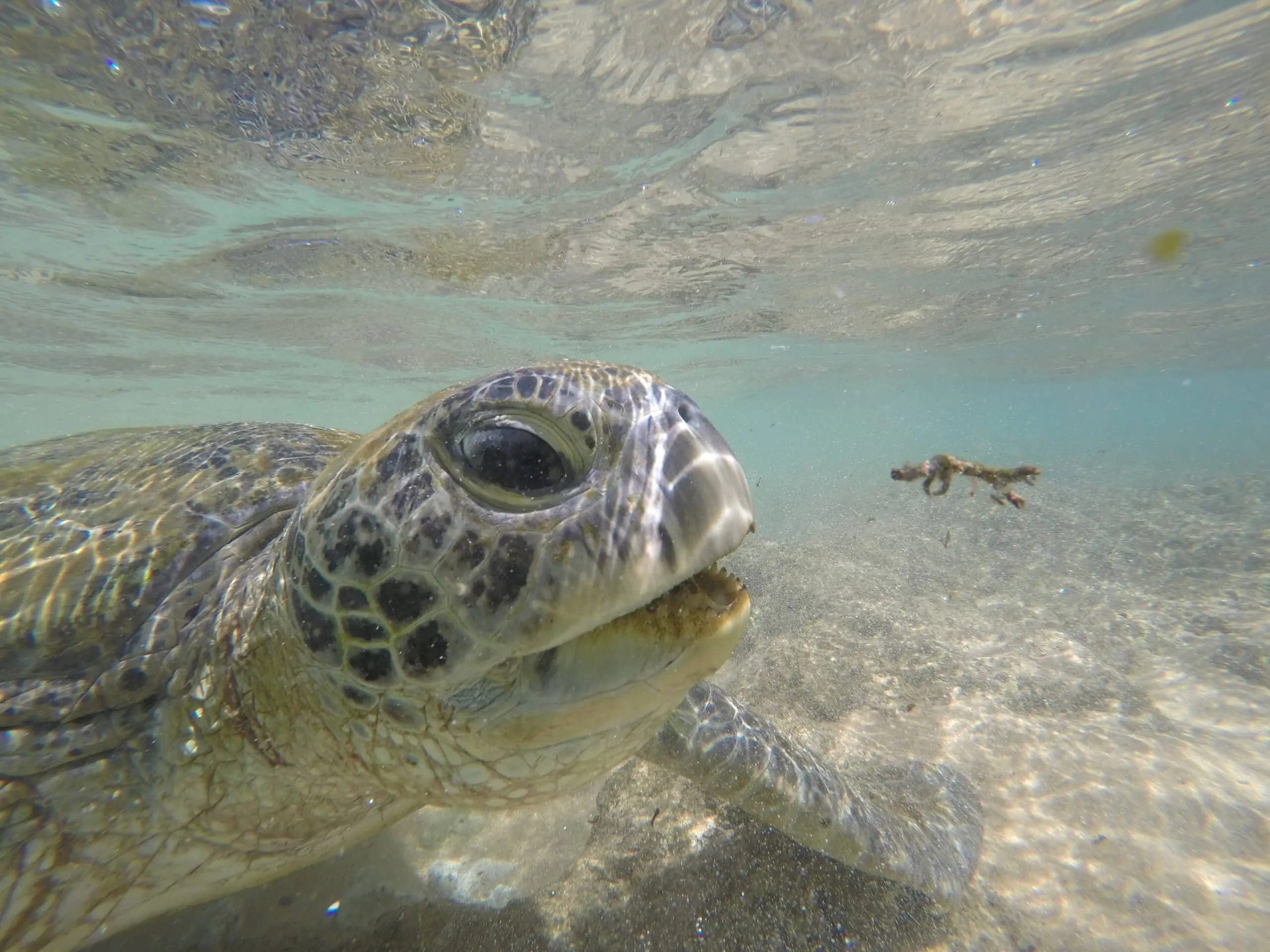 A turtle near Hikkaduwa beach, Sri Lanka