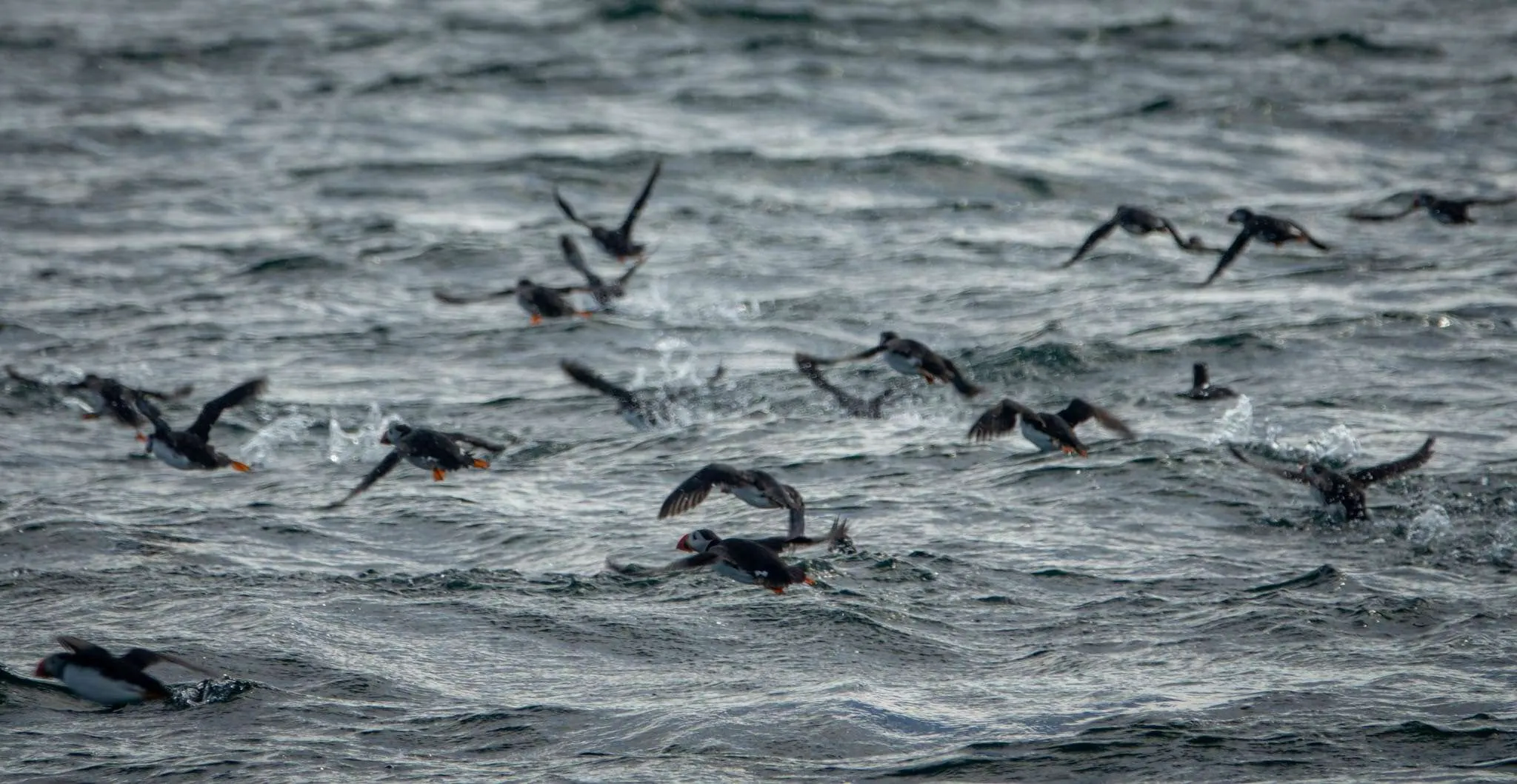 Puffin watching boat tour in Reykjavik, Iceland